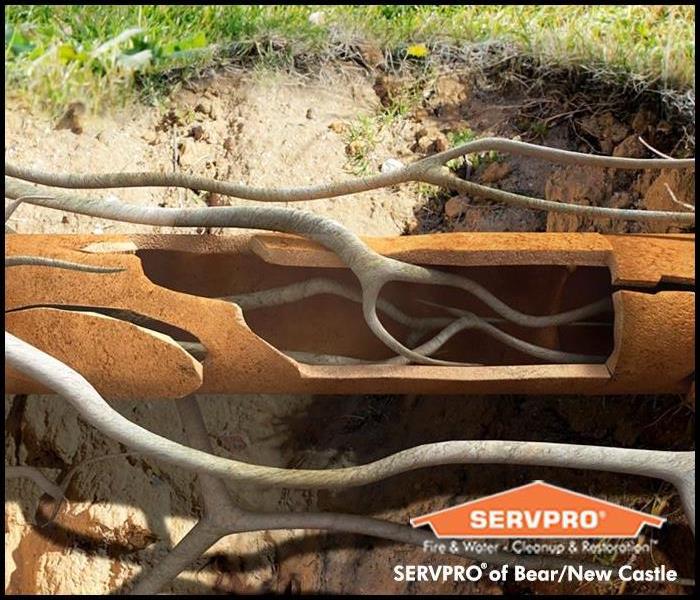 Image of a tree root growing through a sewage pipe